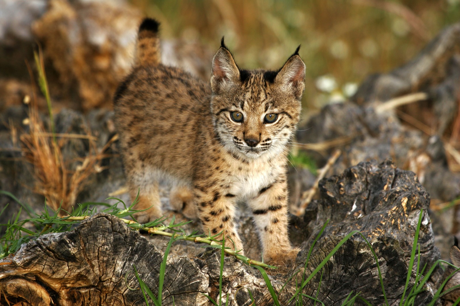 Lynx cub